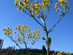 Othonna parviflora inflorescence
