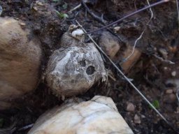 Othonna perfoliata tuber