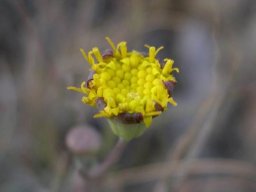 Othonna perfoliata purple involucre tips