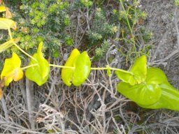 Othonna perfoliata life happening