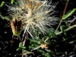 Othonna perfoliata fruiting