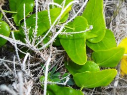 Othonna perfoliata leaves