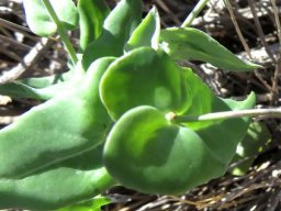 Othonna perfoliata, over-eager heart