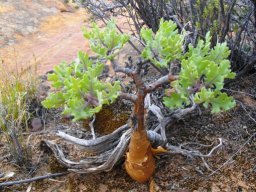 Othonna quercifolia