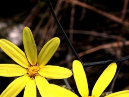 Othonna quinquedentata flowerheads and buds