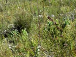 Othonna quinquedentata thin and tall