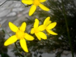 Othonna quinquedentata flowerheads