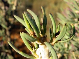 Othonna ramulosa leaves