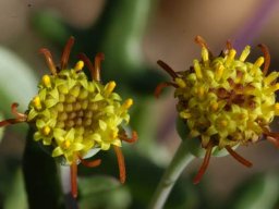 Othonna retrofracta flowerheads