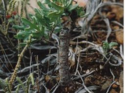 Othonna retrofracta stem and leaves