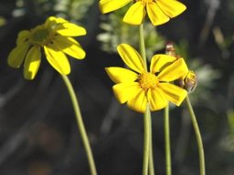 Othonna species nova (vanillodora) flowerheads