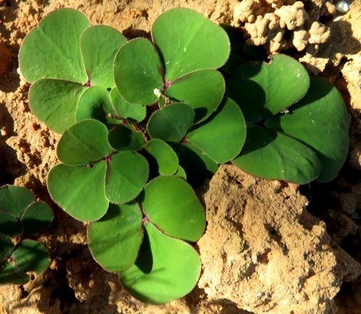Oxalis ambigua leaves