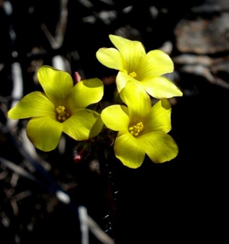 Oxalis campylorrhiza showing neat anther rings