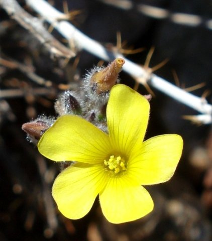 Oxalis campylorrhiza