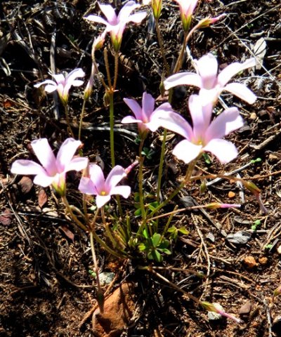 Oxalis caprina