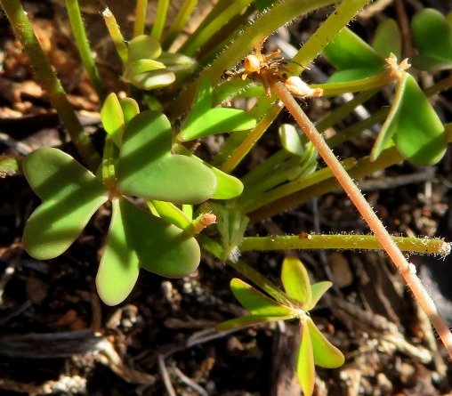 Oxalis caprina leaves