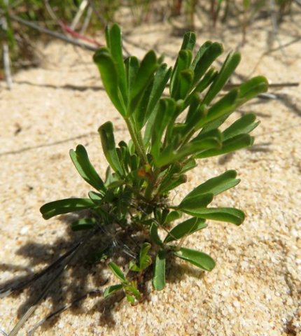 Oxalis ciliaris var. ciliaris leaves