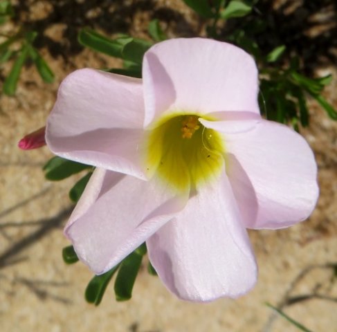 Oxalis ciliaris var. ciliaris flower
