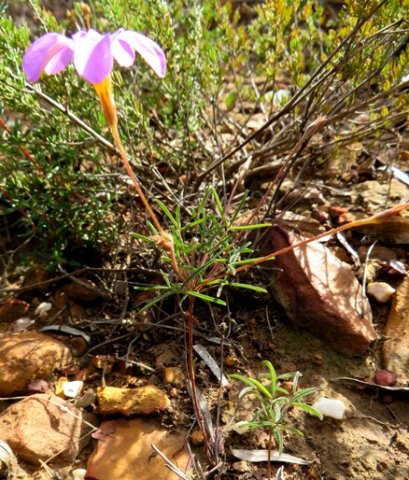 Oxalis ciliaris var. ciliaris corolla tube and calyx