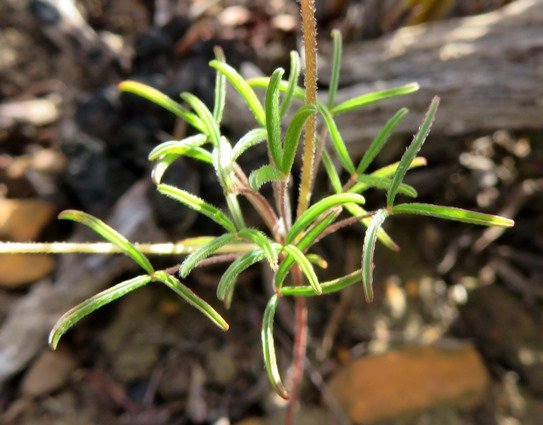 Oxalis ciliaris var. ciliaris leaves