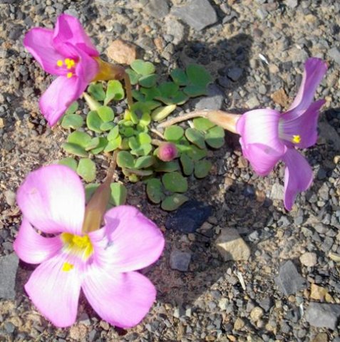 Oxalis commutata