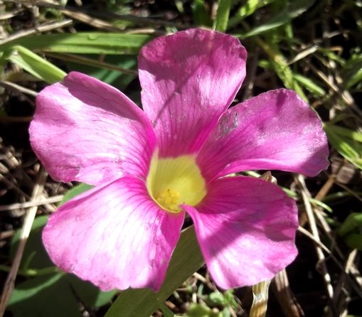 Oxalis commutata flower
