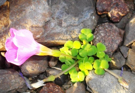 Oxalis convexula