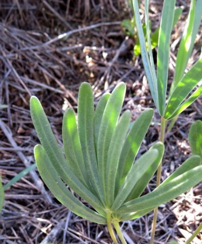 Oxalis flava var. flava leaves