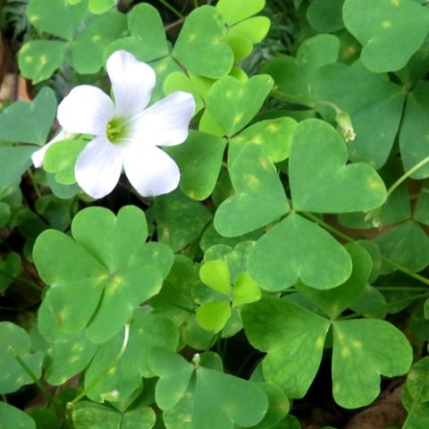 Oxalis incarnata leaves