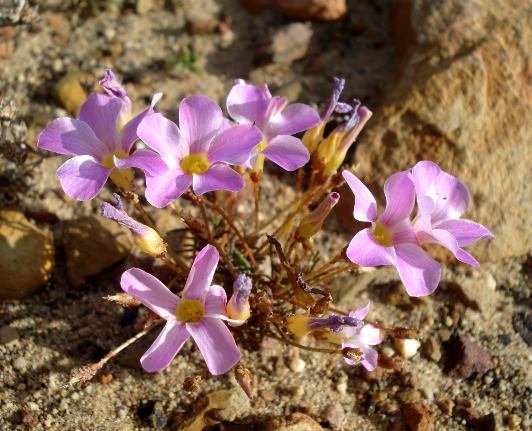Oxalis leptogramma