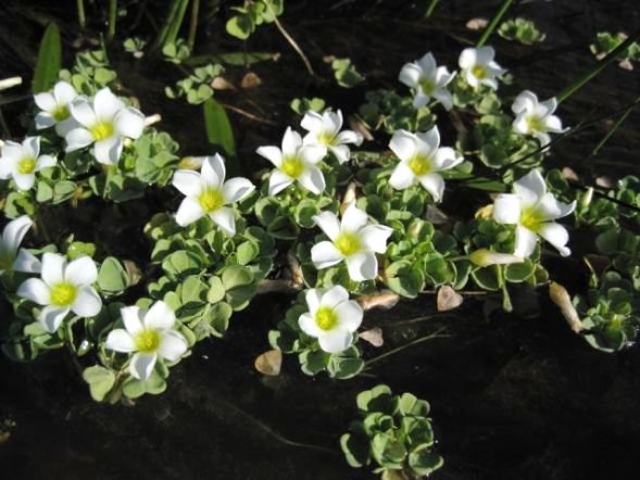 Oxalis natans