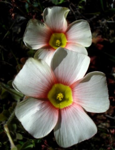 Oxalis obtusa in the Little Karoo