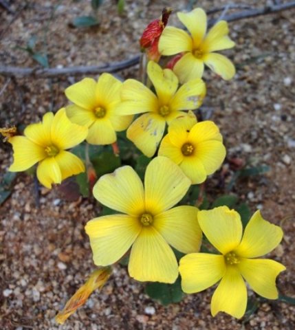 Oxalis obtusa