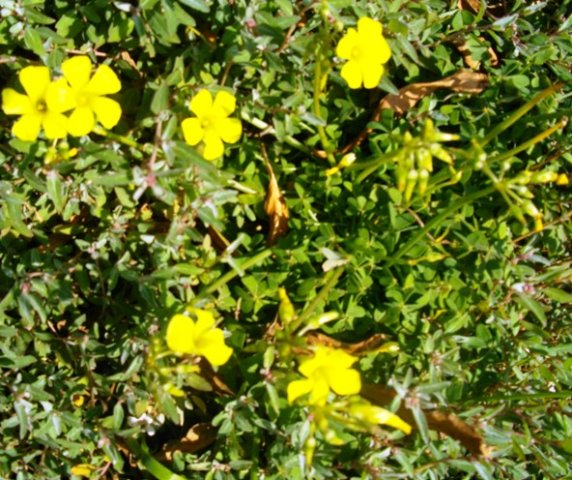 Oxalis pes-caprae