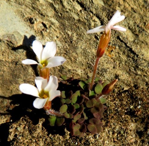 Oxalis punctata unusual leaf colour