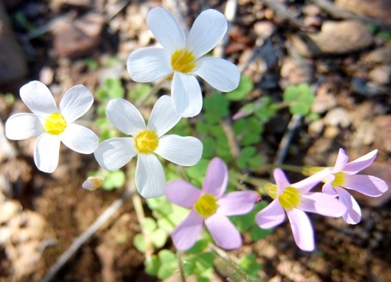 Oxalis punctata flowers