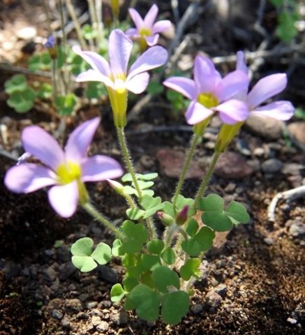 Oxalis punctata leaves