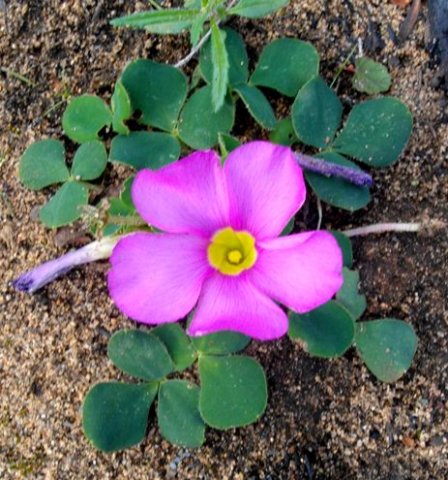 Oxalis purpurea flower