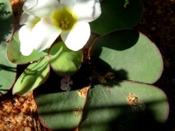 Oxalis ambigua flower