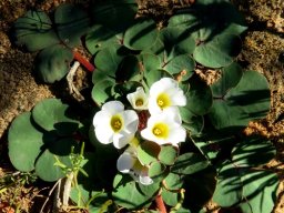 Oxalis ambigua