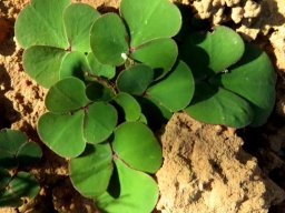 Oxalis ambigua leaves