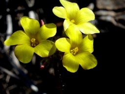 Oxalis campylorrhiza showing neat anther rings