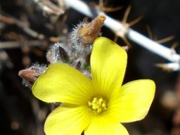 Oxalis campylorrhiza