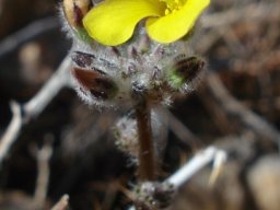 Oxalis campylorrhiza beginning to flower