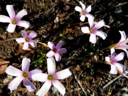 Oxalis caprina flowers