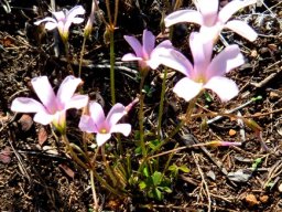 Oxalis caprina