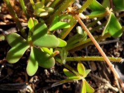 Oxalis caprina leaves