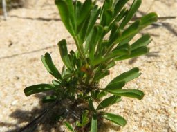 Oxalis ciliaris var. ciliaris leaves