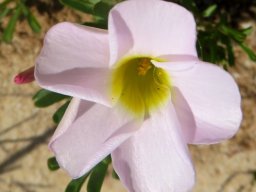 Oxalis ciliaris var. ciliaris flower