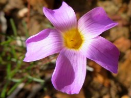 Oxalis ciliaris var. ciliaris flower